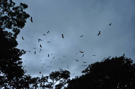 Centenas de pássaros de variadas espécies aproveitam a ventania trazida por uma tempestade para fazer suas revoadas, no Hato El Cedral, na região dos llanos, na Venezuela